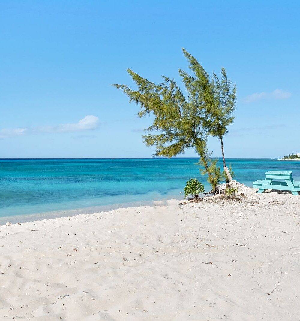 Casuarina tree on the beach beside turquoise water