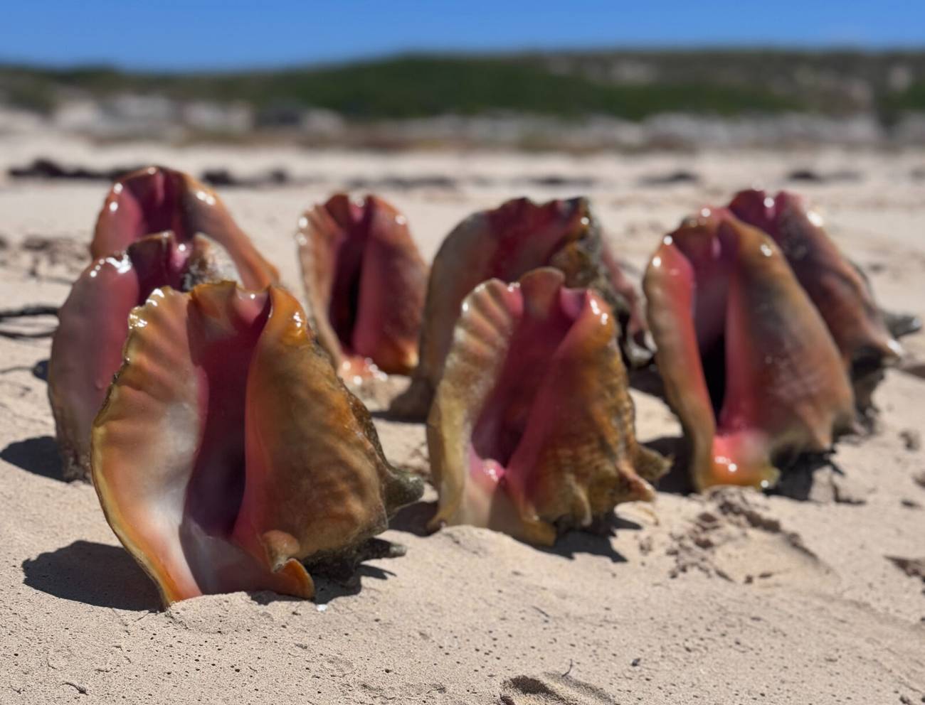 Conch diving in Grand Turk and Salt Cay