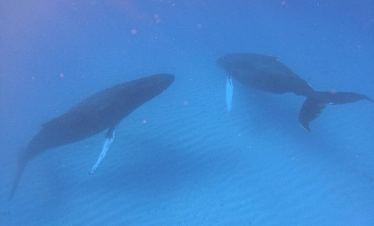 Whales Watching In Salt Cay.