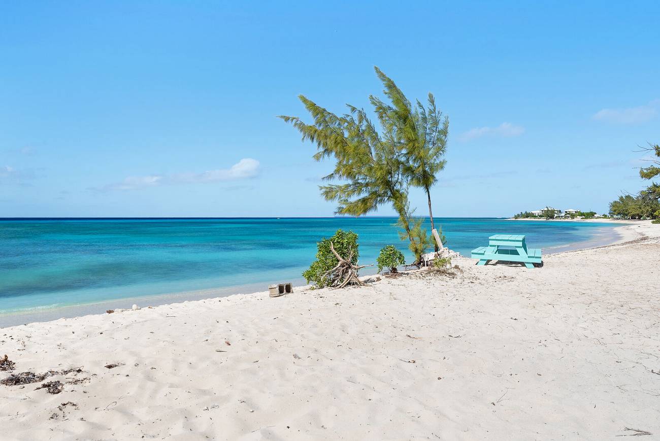 Pillory Beach with a casuarina tree and turquoise water